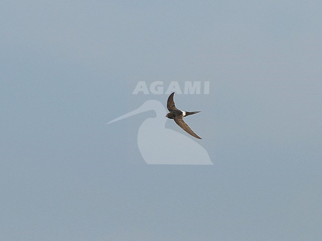 White-rumped Swift (Apus caffer) in flight, seen from above. Spain. stock-image by Agami/Markku Rantala,