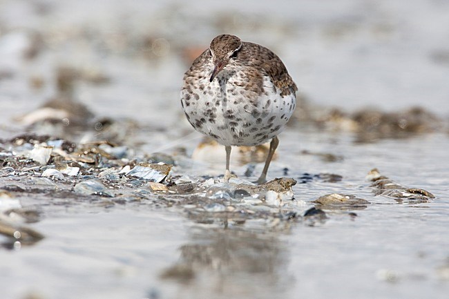 Amerikaanse Oeverloper in zomerkleed, Spotted Sandpiper in summerplumage stock-image by Agami/Wil Leurs,