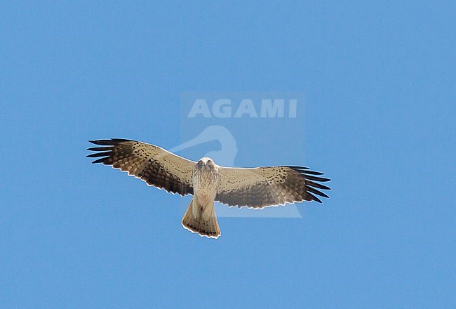 Booted Eagle - Zwergadler - Hieraaetus pennatus, Spain, adult, light morph stock-image by Agami/Ralph Martin,