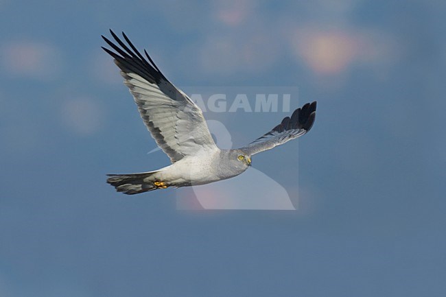 Hen Harrier male flying; Blauwe Kiekendief man vliegend stock-image by Agami/Daniele Occhiato,