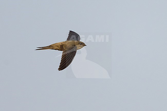 Asian Palm Swift (Cypsiurus balasiensis) in Thailand. stock-image by Agami/Sylvain Reyt,