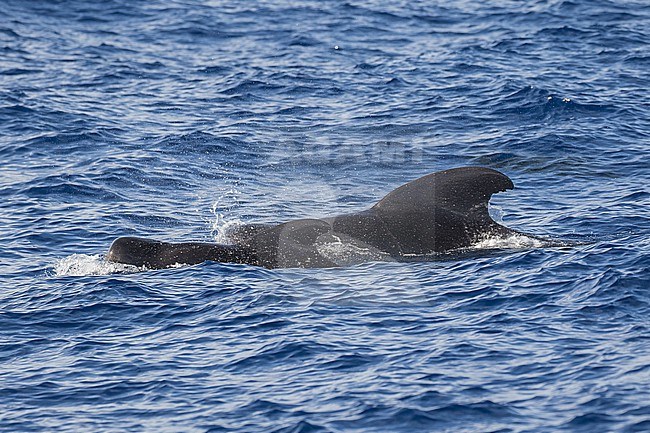 Short-finned pilot whale (Globicephala macrorhynchus) off Kauai island, Hawaii, United States. stock-image by Agami/Pete Morris,