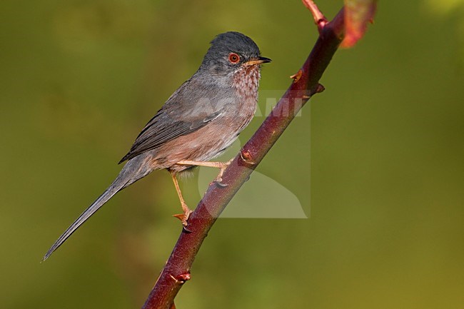 Provencaalse Grasmus zittend op tak; Dartford Warbler perched on branch stock-image by Agami/Daniele Occhiato,