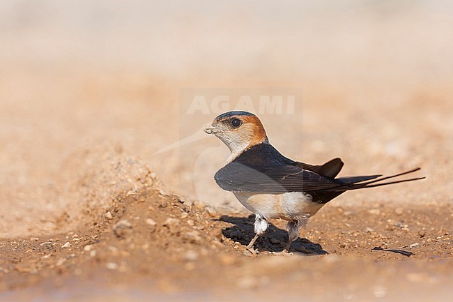 Western Red-rumped Swallow, Roodstuitzwaluw, Cecopris daurica ssp. rufula, Croatia, adult stock-image by Agami/Ralph Martin,