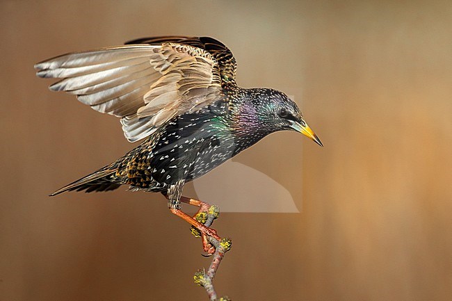 Spreeuw; Common Starling stock-image by Agami/Daniele Occhiato,