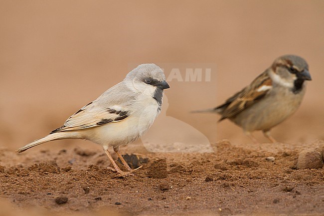 Desert Sparrow - WÃ¼stensperling - Passer simplex ssp. saharae, adult male, Morocco stock-image by Agami/Ralph Martin,