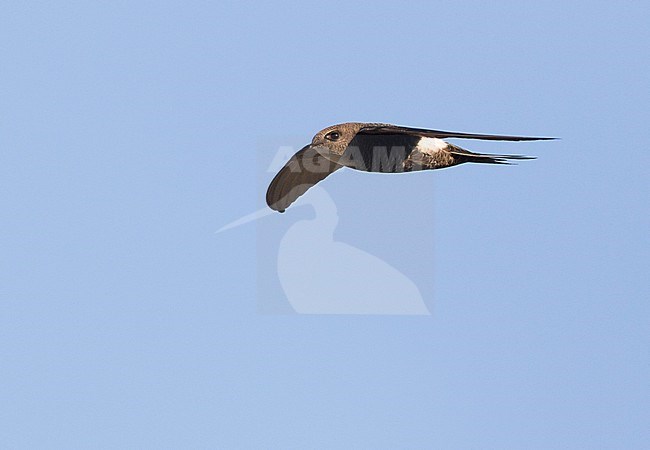 Vliegende Siberische Gierzwaluw; Pacific Swift (Apus pacificus) in flight stock-image by Agami/Ralph Martin,