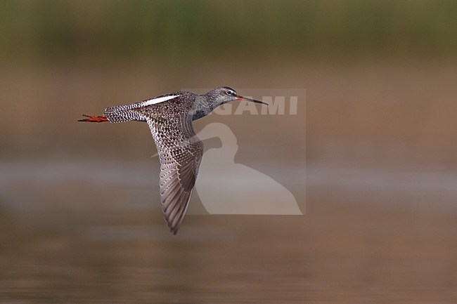 Zwarte Ruiter in vlucht, Spotted Redshank in flight stock-image by Agami/Daniele Occhiato,