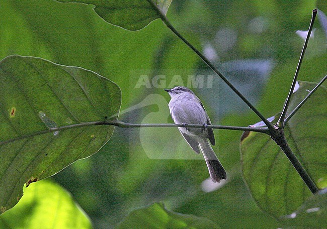 Critically endangered Alagoas Tyrannulet (Phylloscartes ceciliae) sitting in lower canopy of rainforest. Endemic to the Atlantic Forest in eastern Brazil. Threatened by habitat loss. stock-image by Agami/Andy & Gill Swash ,