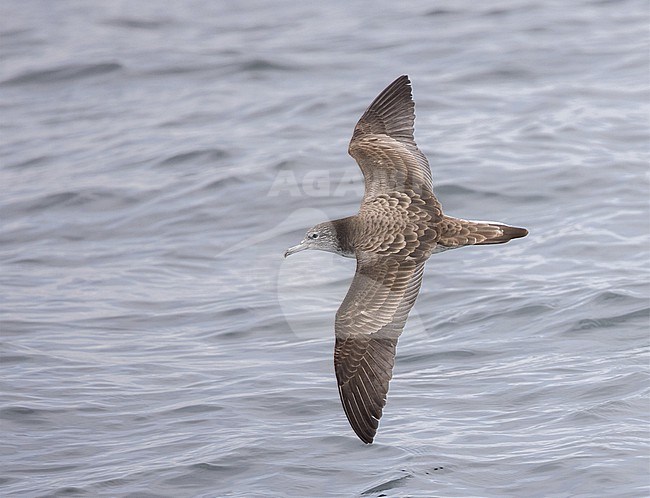 Streaked Shearwater (Calonectris leucomelas) off Ogasawara, Tokyo, Japan. stock-image by Agami/Yann Muzika,