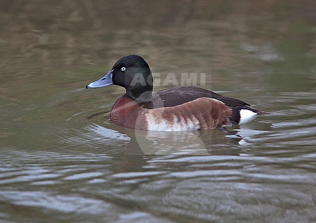 Captive male Baer's Pochard (Aythya baeri) swimming in a large cage in England. stock-image by Agami/Andy & Gill Swash ,