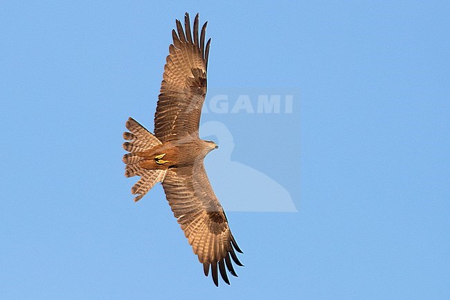 Black Kite (Milvus migrans), adult in flight stock-image by Agami/Saverio Gatto,