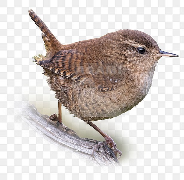 Winterkoning; Eurasian Wren stock-image by Agami/Daniele Occhiato,