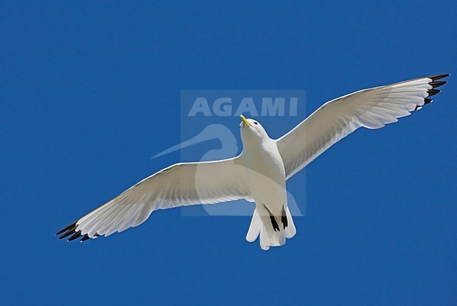 Volwassen Drieteenmeeuw in de vlucht; Adult Black-legged Kittiwake in flight stock-image by Agami/Markus Varesvuo,