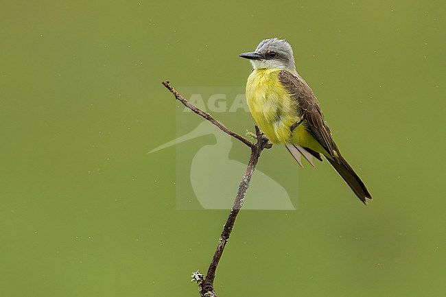 White-throated Kingbird (Tyrannus albogularis) Perched on top of a dry snag in Brazil stock-image by Agami/Dubi Shapiro,