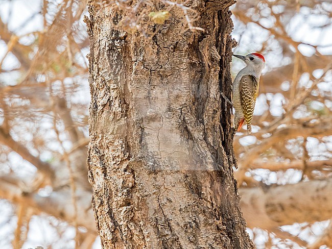 Male African Grey Woodpecker perched on a tree around 20km north-east of Ouadane, Adar, Mauritania, inside WP. April 07, 2018. stock-image by Agami/Vincent Legrand,