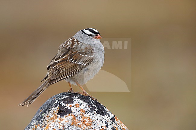 Adult White-crowned Sparrow (Zonotrichia leucophrys) standing on a rock in tundra of Churchill, Manitoba in Canada. stock-image by Agami/Brian E Small,