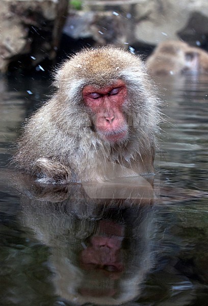 Japanse Makaak in warmwaterbron, Japanese Macaque in hot spring stock-image by Agami/Roy de Haas,