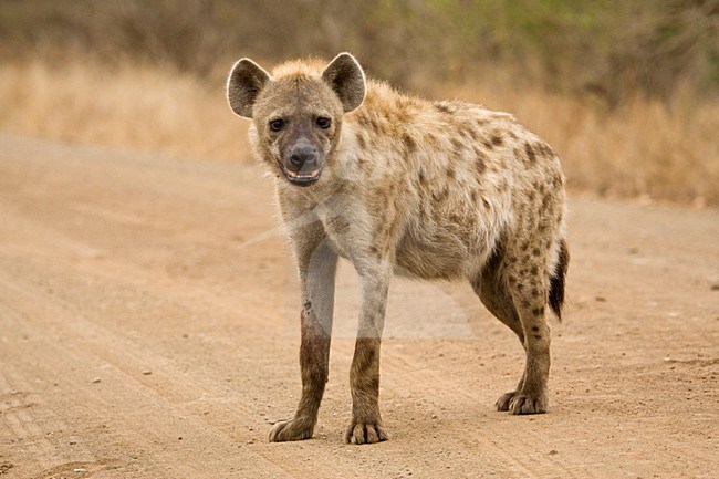 Gevlekte Hyena op de weg; Spotted Hyena on the road stock-image by Agami/Marc Guyt,