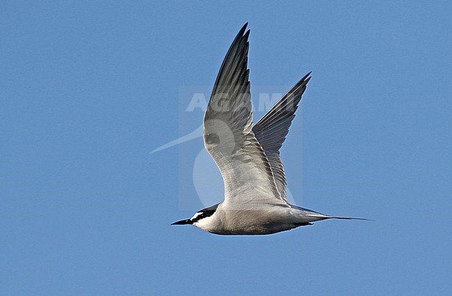 Adult Aleutian Tern (Onychoprion aleuticus) at the breeding site in Alaska, United States. stock-image by Agami/Dani Lopez-Velasco,