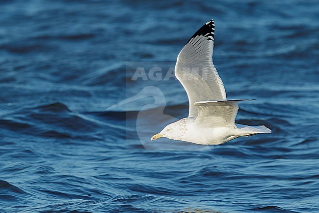 Adult American Herring Gull (Larus smithsonianus) in flight
Ocean Co., N.J.
March 2017 stock-image by Agami/Brian E Small,