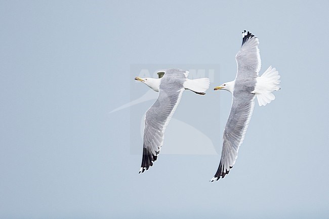 Steppe Gull - Barabamöwe - Larus barabensis, Russia (Jekaterinburg), adult with Caspian Gull (right) stock-image by Agami/Ralph Martin,
