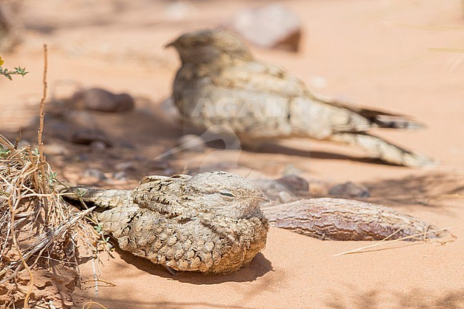 Egyptian Nightjar (Caprimulgus aegyptius saharae), two adults resting on the ground in Morocco stock-image by Agami/Saverio Gatto,