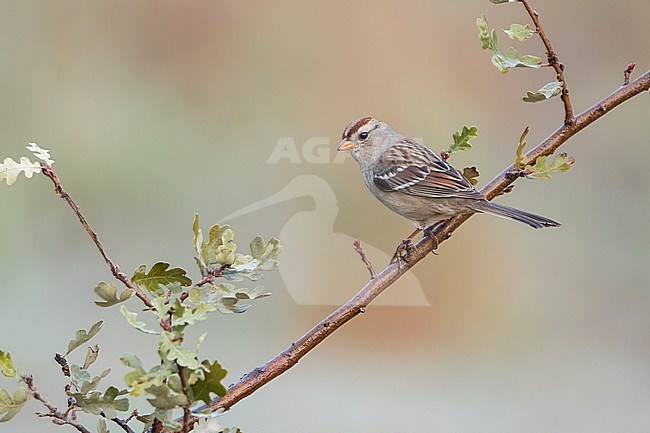 Immature
Santa Barbara Co., CA
November 2021 stock-image by Agami/Brian E Small,