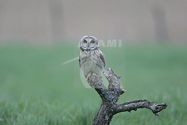 Short-eared Owl on perch, Velduil op boomstronk stock-image by Agami/Bill Baston,