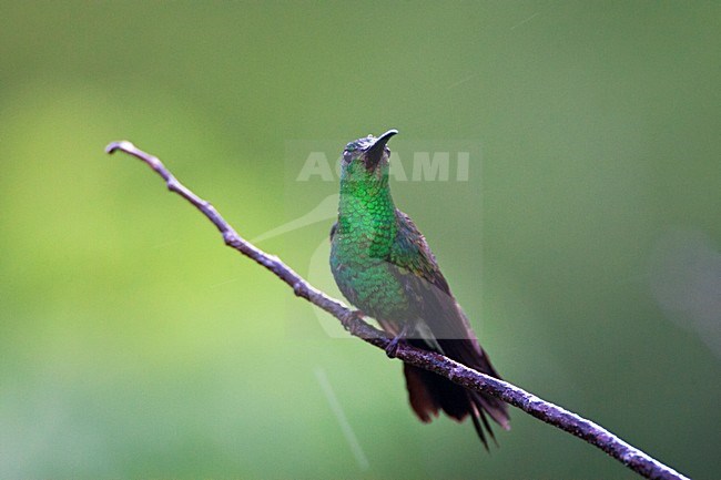 Buffons Pluimkolibrie, White-vented Plumeleteer, Chalybura buffonii aeneicauda stock-image by Agami/Marc Guyt,