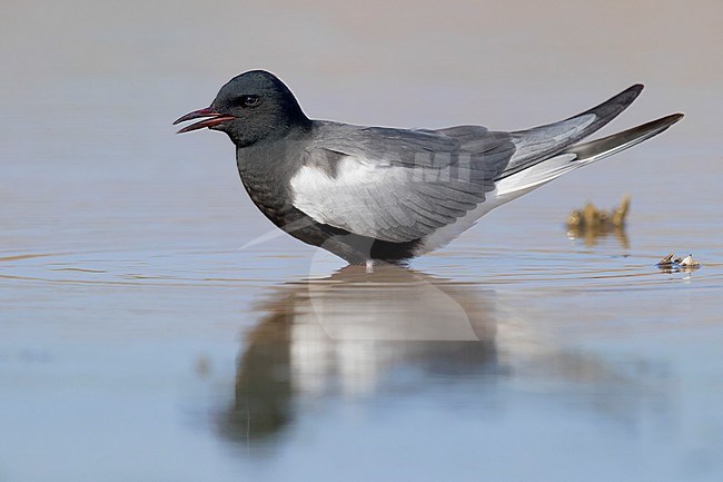 White-winged Tern (Chlidonias leucopterus), adult standing in the water stock-image by Agami/Saverio Gatto,