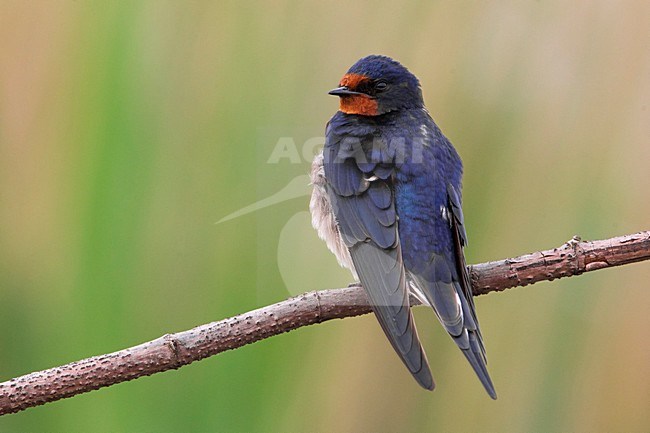 Rondine; Barn Swallow; Hirundo rustica stock-image by Agami/Daniele Occhiato,