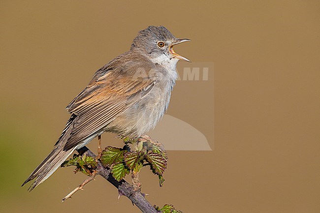 Common Whitethroat (Sylvia communis), side view of an adult male singing from the top of a bush in Italy. stock-image by Agami/Saverio Gatto,