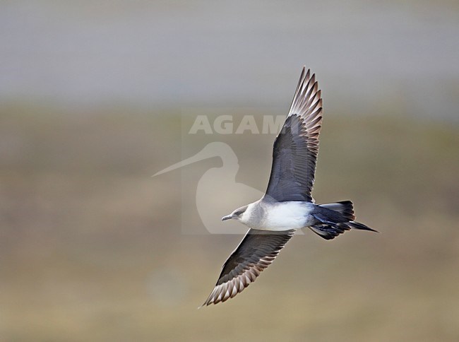 Arctic Skua flying; Kleine Jager vliegend stock-image by Agami/Markus Varesvuo,