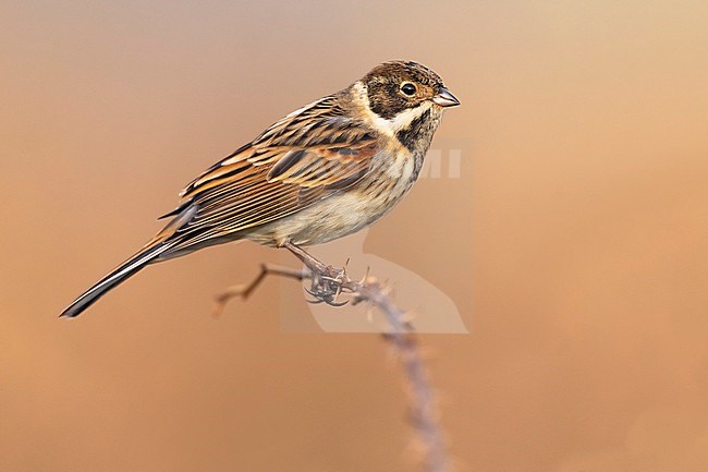 Common Reed Bunting (Emberiza schoeniclus) in Italy. stock-image by Agami/Daniele Occhiato,