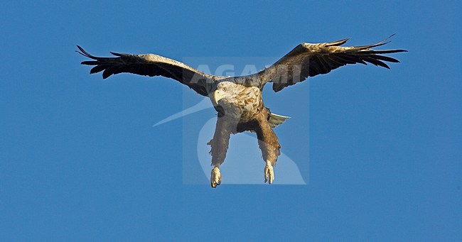 Volwassen Zeearend in de vlucht; Adult White-tailed Eagle in flight stock-image by Agami/Markus Varesvuo,