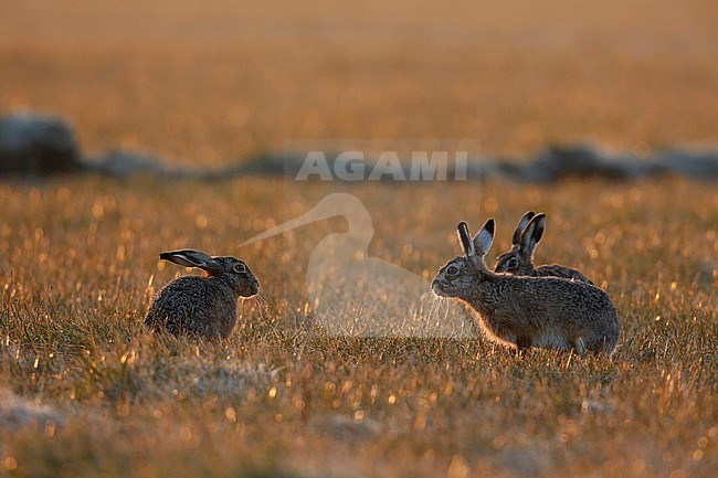 haas in ochtend licht; hare in morning light stock-image by Agami/Chris van Rijswijk,