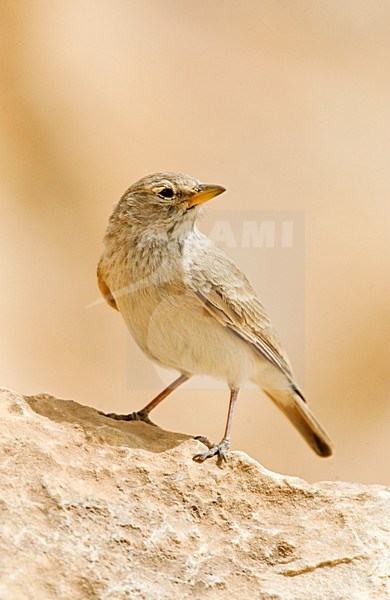 Woestijnleeuwerik, Desert Lark, Ammomanes deserti stock-image by Agami/Marc Guyt,