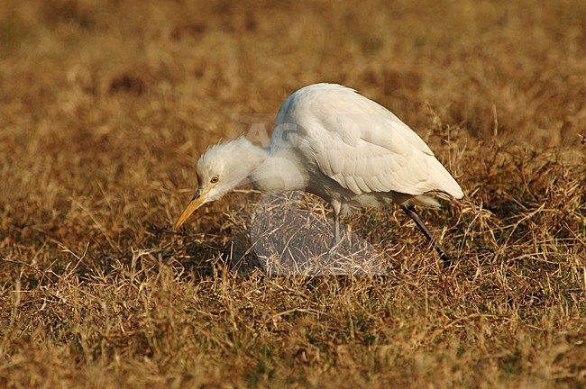 Cattle Egret foraging in grassland; Koereiger foeragerend in het gras stock-image by Agami/Marc Guyt,