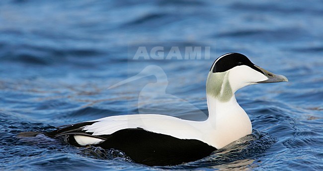 Zwemmend mannetje Eider; Swimming male Common Eider stock-image by Agami/Markus Varesvuo,