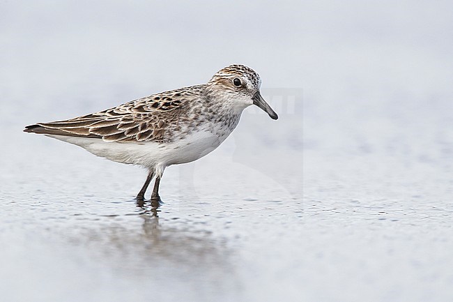 Adult non-breeding
Galveston Co., TX
April 2011 stock-image by Agami/Brian E Small,