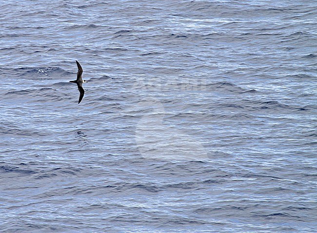 White-necked Petrel (Pterodroma cervicalis) flying over the Pacific Ocean. stock-image by Agami/Pete Morris,