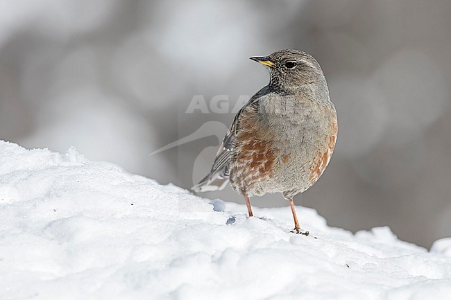 Alpine Accentor (Prunella collaris) sitting in a snow coverd moutain landscape in the swiss alps. stock-image by Agami/Marcel Burkhardt,