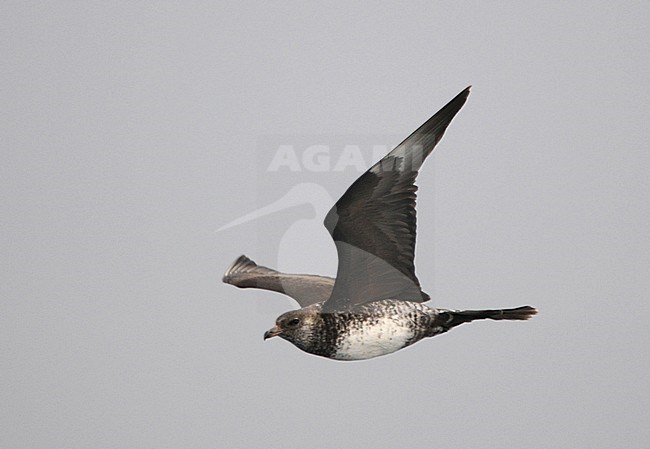 Adult Pomarine Skua (Stercorarius pomarinus) in flight over the Altantic ocean off the coast of northern Spain in the Bay of Biscay in autumn Showing under wing pattern. stock-image by Agami/Dani Lopez-Velasco,