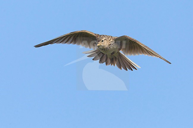 Veldleeuwerik; Eurasian Skylark stock-image by Agami/Daniele Occhiato,