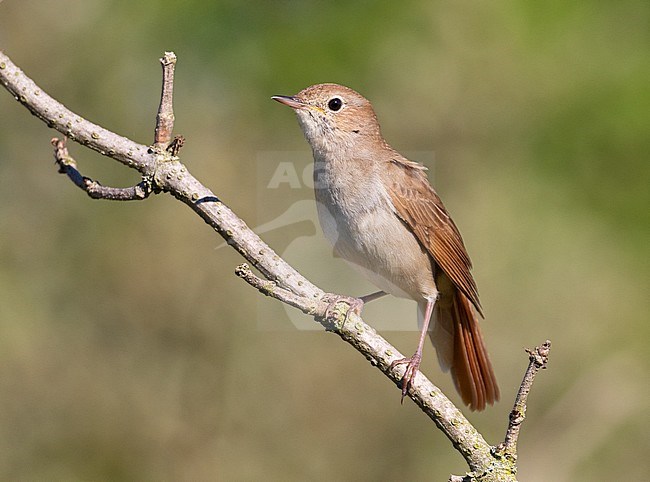 Common Nightingale (Luscinia megarhynchos) during spring in the coastal dunes of Berkheide, south of Katwijk aan Zee, the Netherlands. stock-image by Agami/Arnold Meijer,