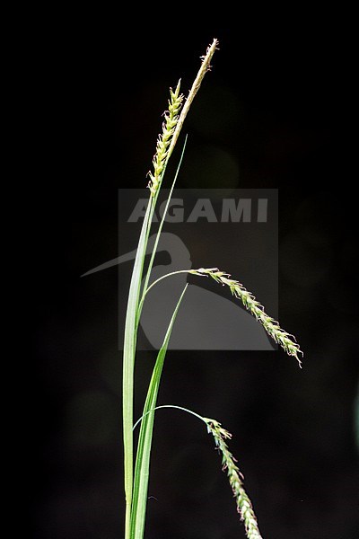 Wood-sedge stock-image by Agami/Wil Leurs,