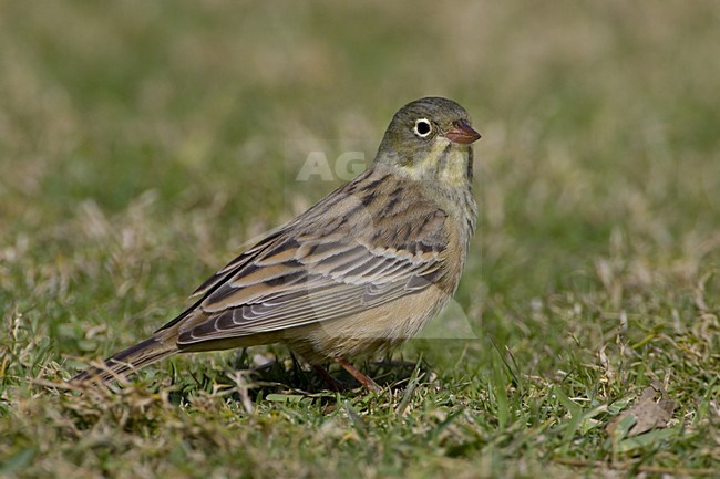 Ortolan Bunting male foraging on the ground; Ortolaan man foeragerend op de grond stock-image by Agami/Daniele Occhiato,