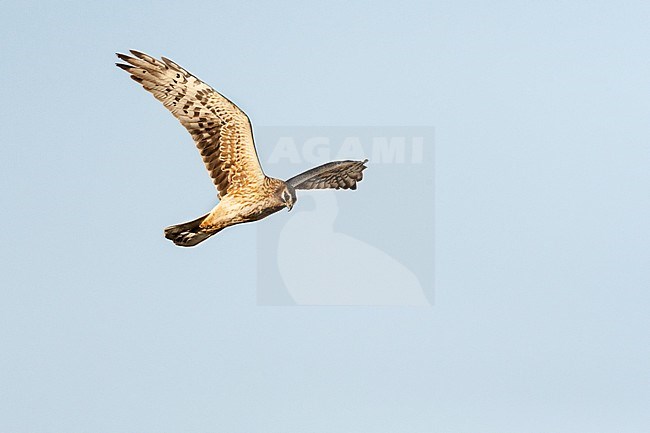 Female Pallid Harrier (Circus macrourus) hunting over Yotvata fields, Israel stock-image by Agami/Marc Guyt,