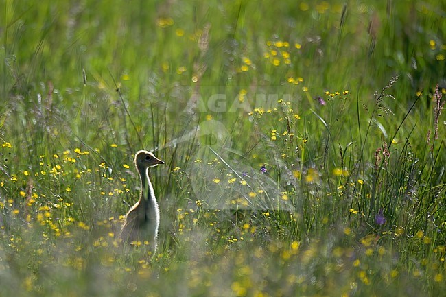 Young Common Crane (Grus grus), side view of chick standing in buttercup flowers filled meadow. stock-image by Agami/Kari Eischer,